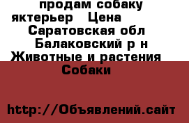  продам собаку яктерьер › Цена ­ 5 000 - Саратовская обл., Балаковский р-н Животные и растения » Собаки   